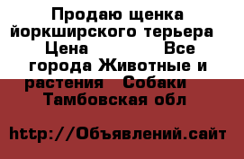 Продаю щенка йоркширского терьера  › Цена ­ 20 000 - Все города Животные и растения » Собаки   . Тамбовская обл.
